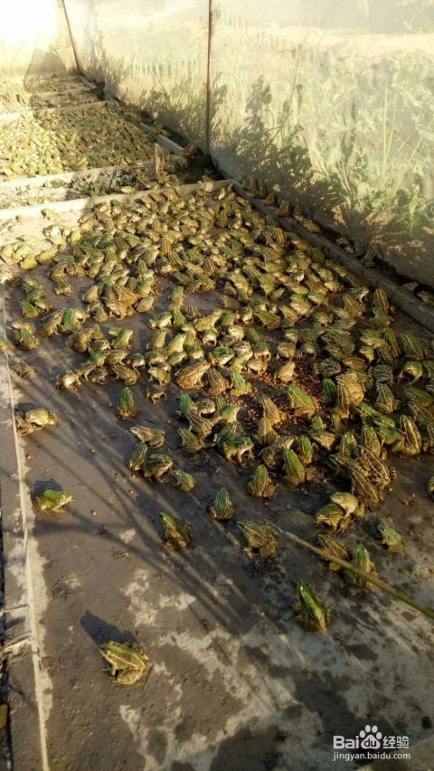 青蛙养殖技术与要点指南