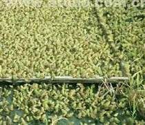 雅安青蛙养殖哪家强？优质商家与产品甄选指南