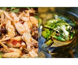 从田间到财富 探索田富丰青蛙养殖的成功之路