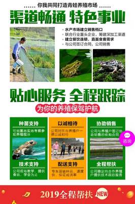 青蛙养殖投资与技术学习全攻略