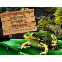 青蛙种苗市场概览 供应、价格与养殖前景分析