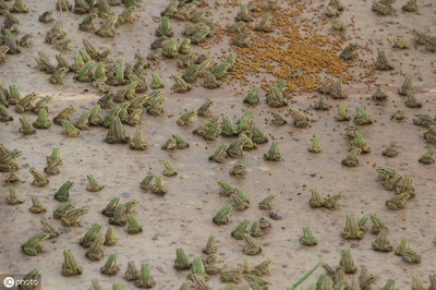 解开青蛙养殖中生长不均的谜团 原因、影响与科学对策