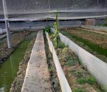 甘孜青蛙养殖前景展望与优质商家产品推荐