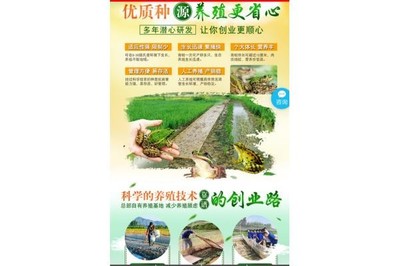 开鲁养殖业 探索青蛙养殖新机遇，【蛙之道】加盟热线助力产业升级