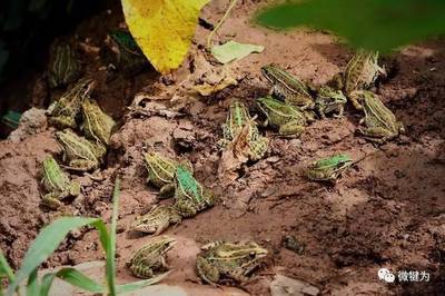 犍为生态新篇章 2000亩森林农场引领青蛙养殖产业绿色转型