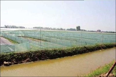 衡阳庙山塘黑斑蛙养殖经验分享