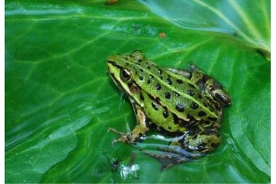 五通桥青蛙养殖与【蛙之道】加盟指南